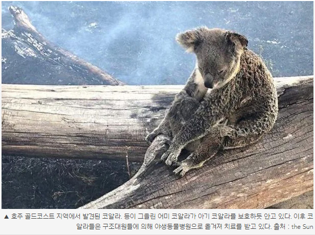 호주 산불이 심각한데 비는 찔끔, 호주 산불 원인.