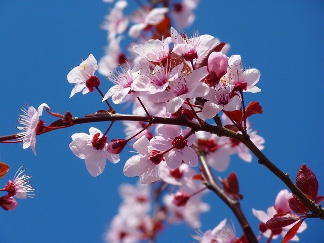 벚꽃과 매화 개화시기와 구분방법 [ How to tell the difference between cherry blossoms and plum blossoms ]
