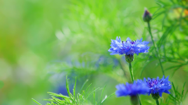 마음의 평안을 가져다 주는 성경 구절