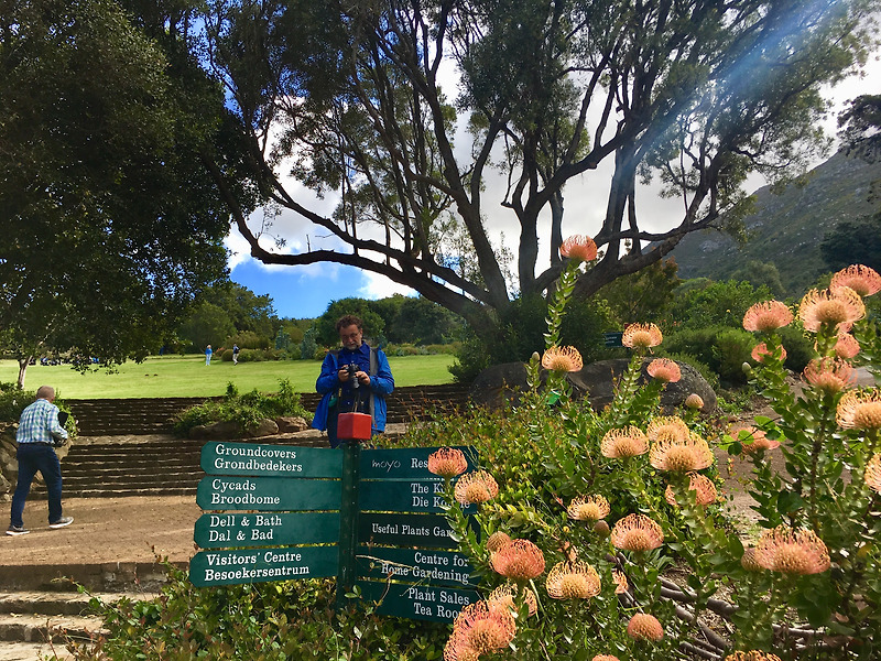 남아공 케이프타운 여행기 5일차(4편) - 케이프타운 렌트여행, 세계 7대 식물원 커스텐보쉬 국립식물원 Kirstenbosch National Botanical Garden