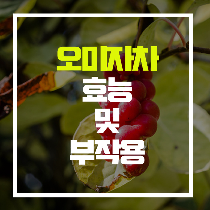 자연산 비아그라·자양강장제 '오미자차', 효능 및 부작용!