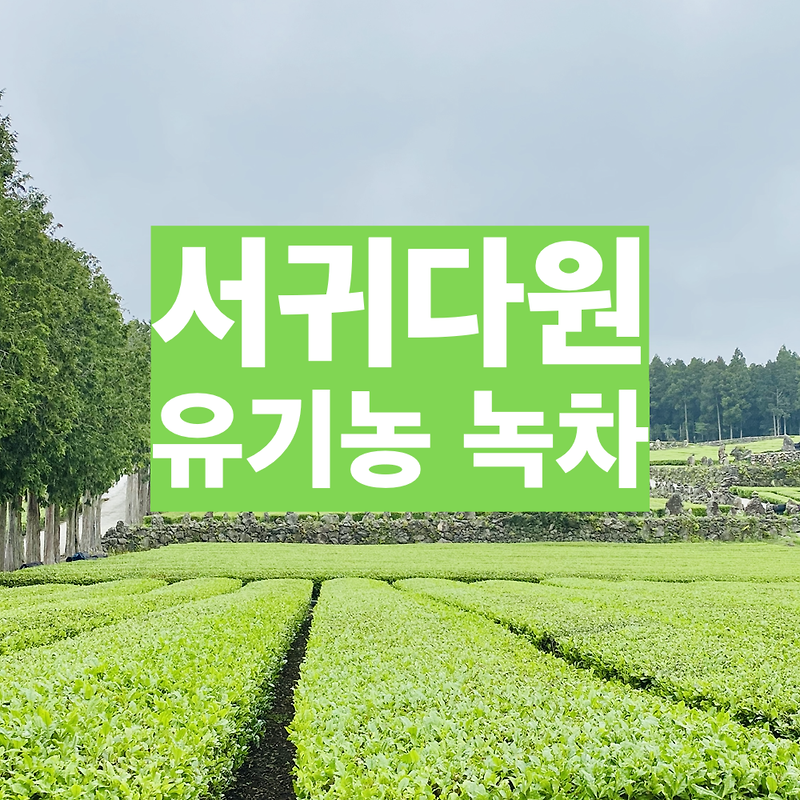[ 서귀다원 ] 유기농 녹차를 마실 수 있는 지상낙원!! (feat. 제주도 한라산 중턱)
