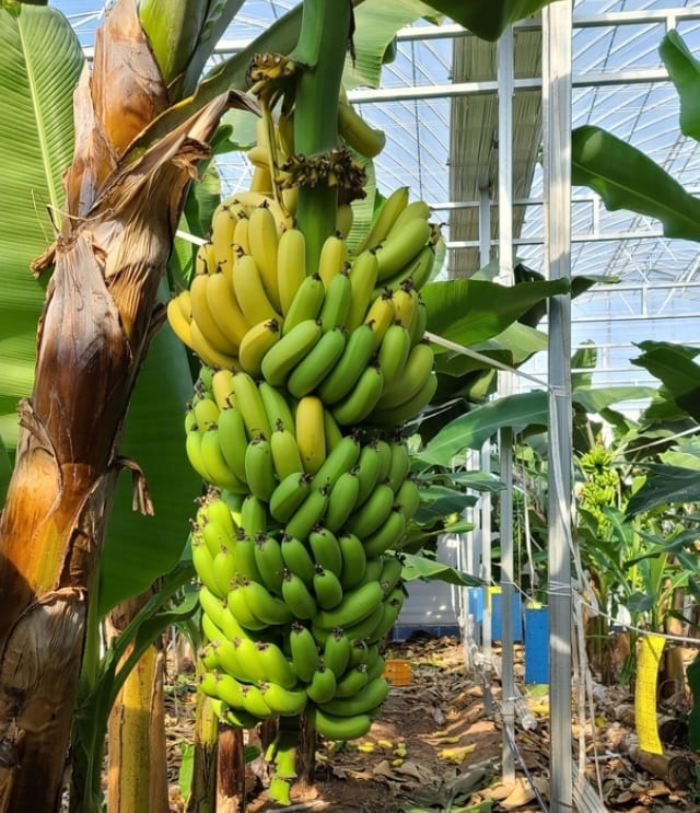 씨  없는 바나나... 어떻게 재배하지 How to Grow Bananas From Seed