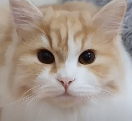 루미,노루 갑수목장 채널이 고양이 학대논란?