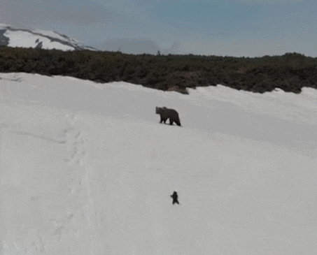 이런! 어쩌나...눈 절벽에 엄마 따라가다 미끄러지는 아기 곰 VIDEO: What happened to the baby bear on the cliff?