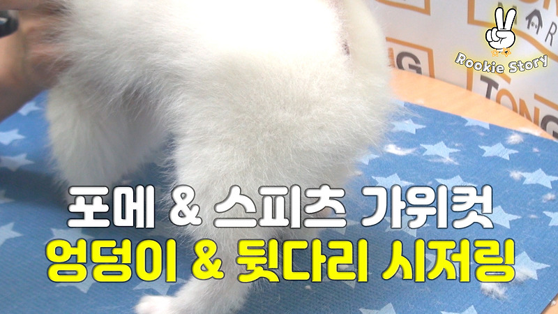 애견 셀프 미용 강아지 포메라니안 스피츠 뒷다리 가위컷 시저링 방법