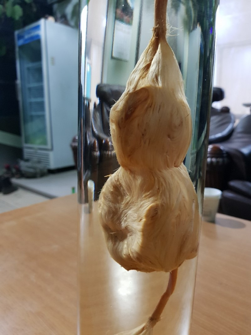 소나무 뿌리 송근봉 생김새와 효능