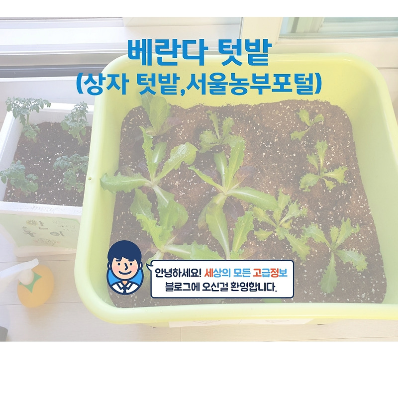 베란다 텃밭 분양(상자텃밭,서울농부포털,방콕,집콕 아이템)