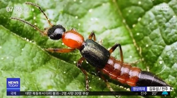 지독한 벌레, 닿기만 해도 페데러스 피부염일으키는 화상벌레 비상