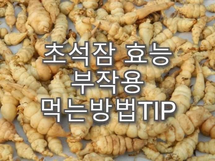 천기누설  홍성 초석잠 효능 부작용과 먹는방법 TIP!!