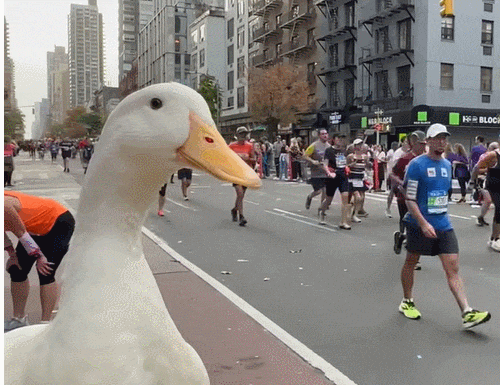 인기폭발!  마라톤 돕는 기특한 오리 VIDEO: Wrinkle the Duck Runs NYC Marathon - wins medal