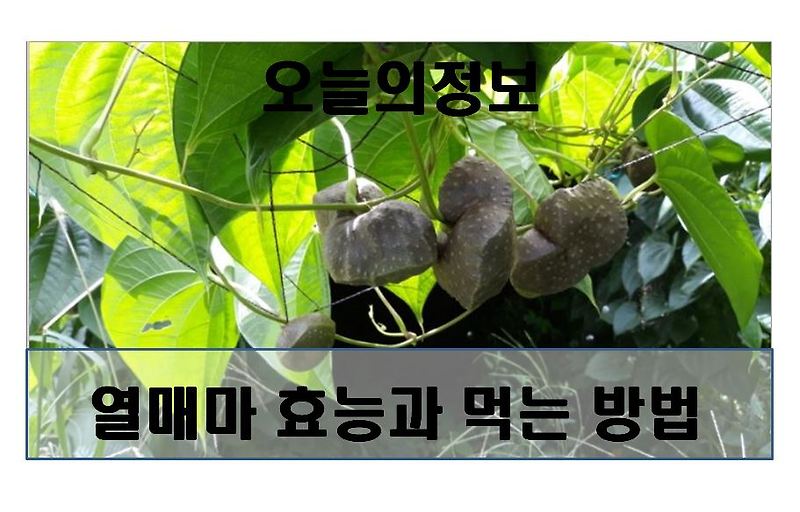 열매마(하늘마,우주마) 효능과 먹는방법 - 오늘의정보!