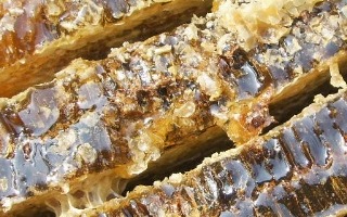 꿀의 효능 10가지