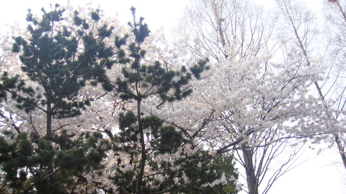 2013년 티스토리 사진공모전 - 벚꽃과 소나무