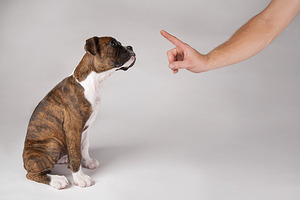 강아지 짖는 소리 줄여주는 5가지 강아지 훈련방법