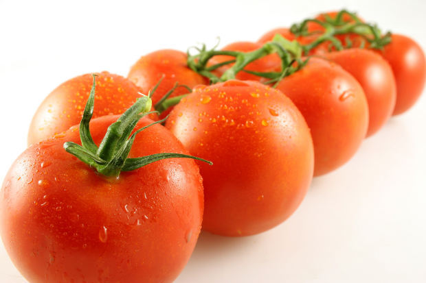 토마토 효능과 토마토의 부작용! 방울 토마토의 효능/토마토의 종류와 토마토의 특징 및 토마토의 성분!