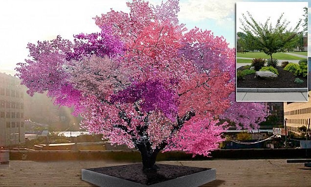 무려 40가지 종류의 열매가 자라는 나무 'Magical' trees The tree that bears 40 DIFFERENT fruit: