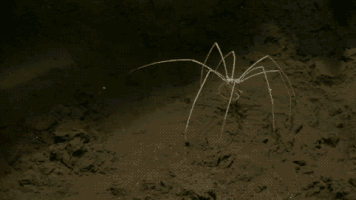 심해에  사는 거미 클라스