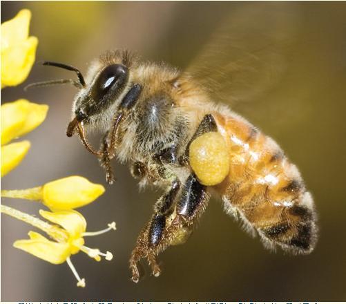 꿀벌이 사라지면 인류가 멸망하는 이유