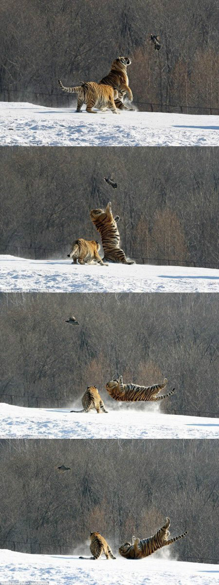 무서운 호랑이의 점프력