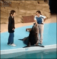 용왕님 만나러 가자는 바다표범