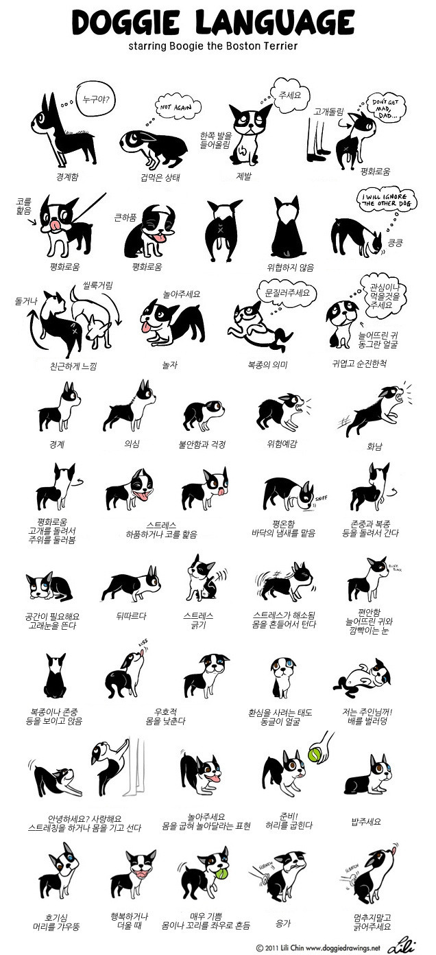 강아지 언어