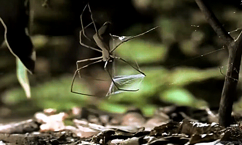 거미의 리얼한 사냥방식 GIF