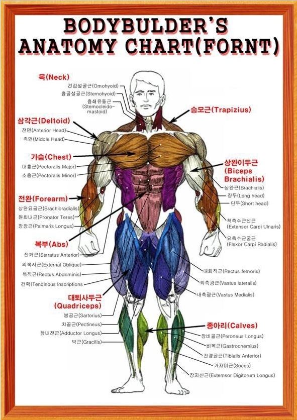 헬스 용어 정리, 헬스 용어 사전,각 부위별 근육의 명칭과 특징 설명