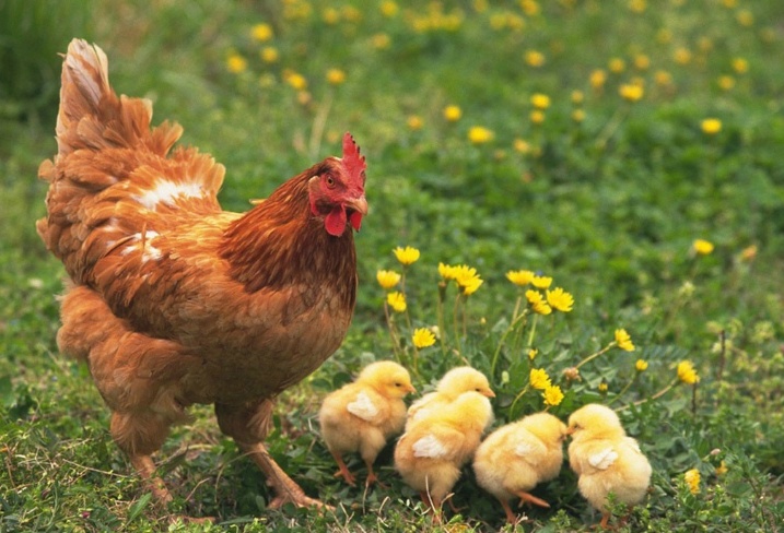 우리가 몰랐던 닭의 생물학적 특징 5가지