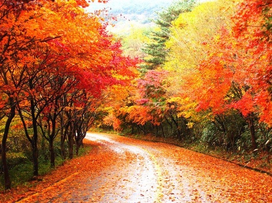 가을 단풍 제대로 감상하는 국내 명소 10곳