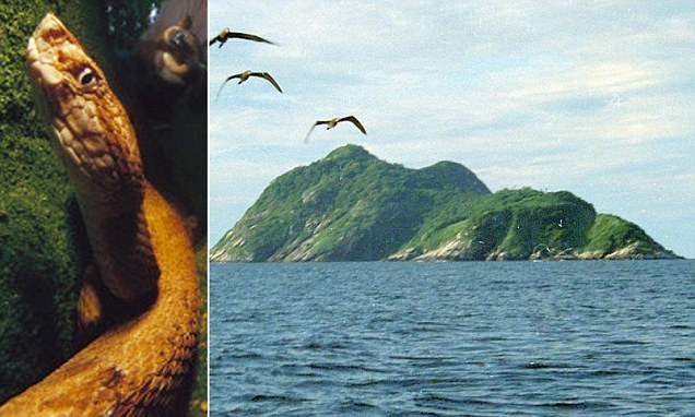 사람의 접근이 금지된 세계 제일의 독사들의 낙원 'Ilha de Queimada Grande' Beware snake island! VIDEO