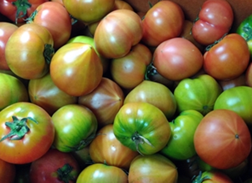 대저 짭짤이 토마토는 흑토마토와도 비슷하며 산지 대저는 삼각주