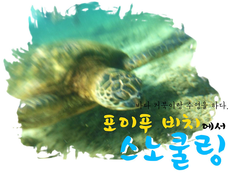 포이푸 비치에서 바다거북이와 수영을 하다.