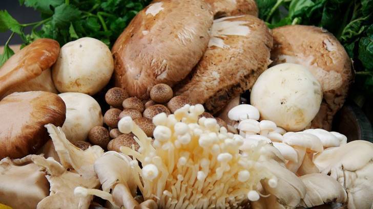 우리 몸에 좋은 다양한 버섯의 각 효능 11가지