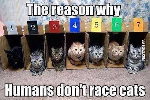고양이들이 경주할수 없는 이유