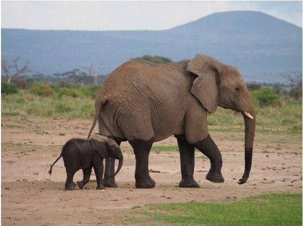 코끼리가 사는 방법