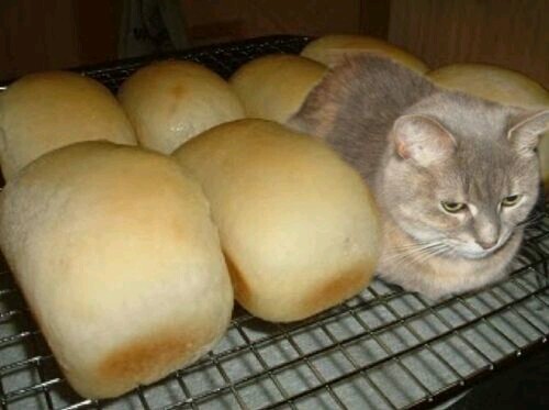 고양이와 식빵자세
