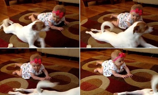 아기에게 기는 법 가르치는 기특한 강아지 Buddy the dog shows seven-month-old baby girl how to crawl VIDEO