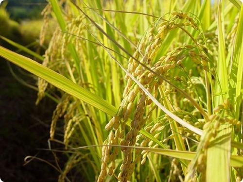 쌀의 효능 - 밀가루는 줄이고 현미밥을 먹자