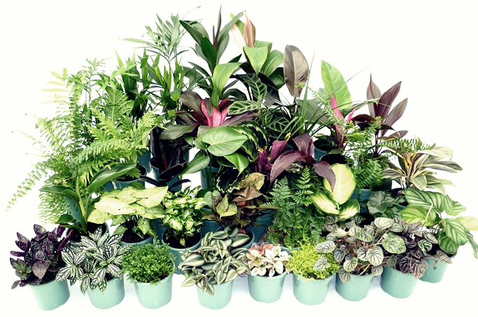 NASA 에서 발표한 공기정화 식물 50가지