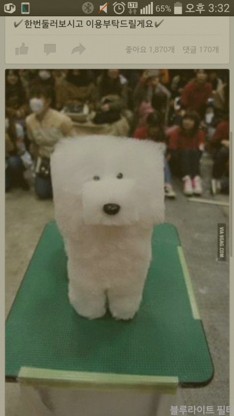 일본 애완견 헤어디자인 대회 우승한 개 