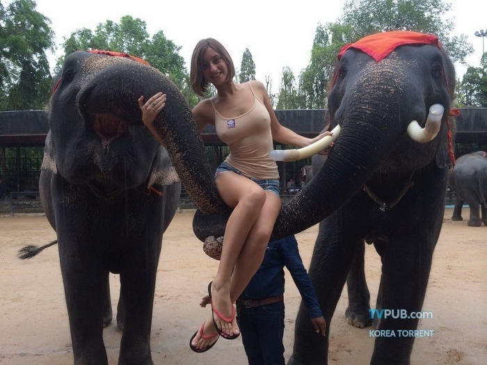 왠지 섹시한 코끼리 관광