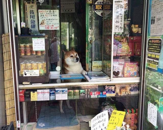 가게 보다가 잠든 일본 강아지
