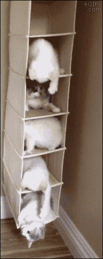 고양이 아파트 GIF