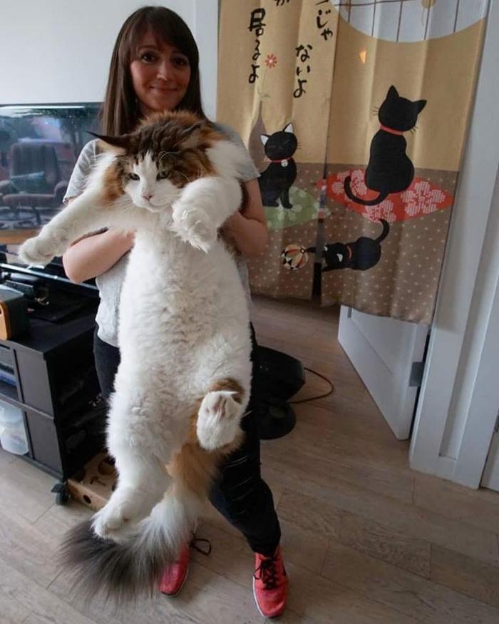 뉴욕에서 가장 큰 고양이