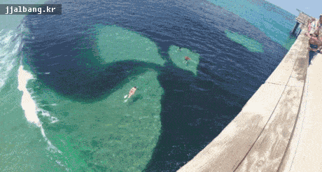 미국 플로리다주의 멸치해변 클라스