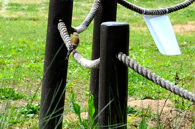 [되새과] 방울새(Grey-capped Greenfinch)