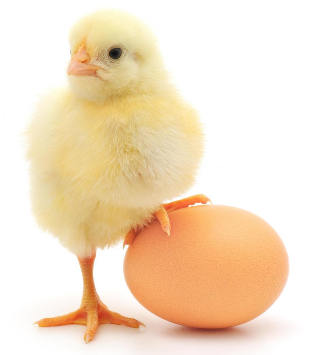 달걀 먹으면 우리몸에 생기는 좋은현상 10가지