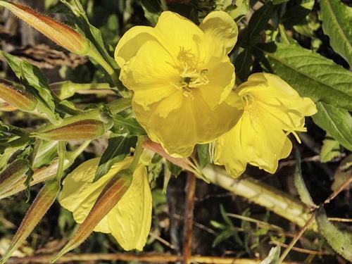 달맞이꽃(Evening primrose)종자유에 많은 감마리놀렌산 효능