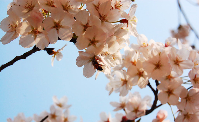 벚꽃축제 지역 별 톨게이트 요금 알아보기 - 봄여행 특집 1부